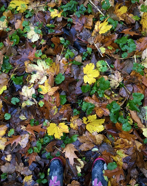 Autumnal carpet