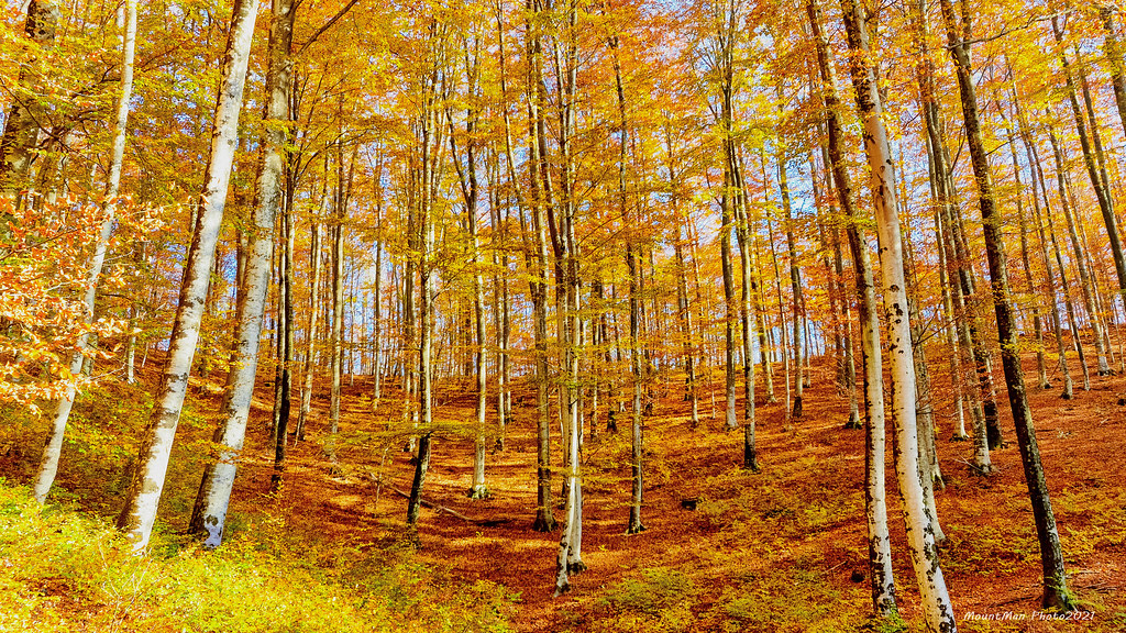Jesen u šumama od Klane prema Gumancu