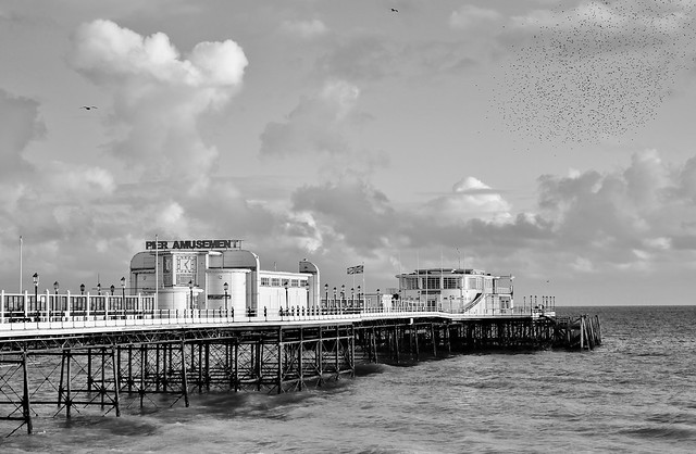 Starlings and Seagulls......