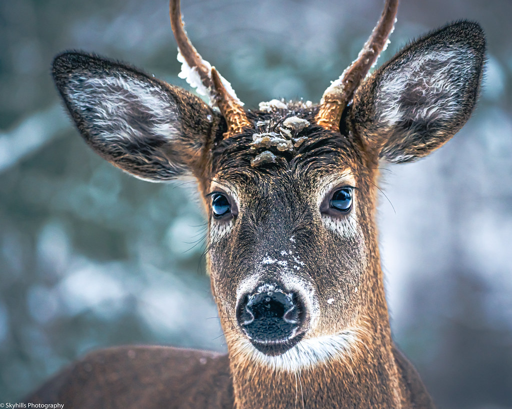 Looking into the eyes of a young whitetail buck.