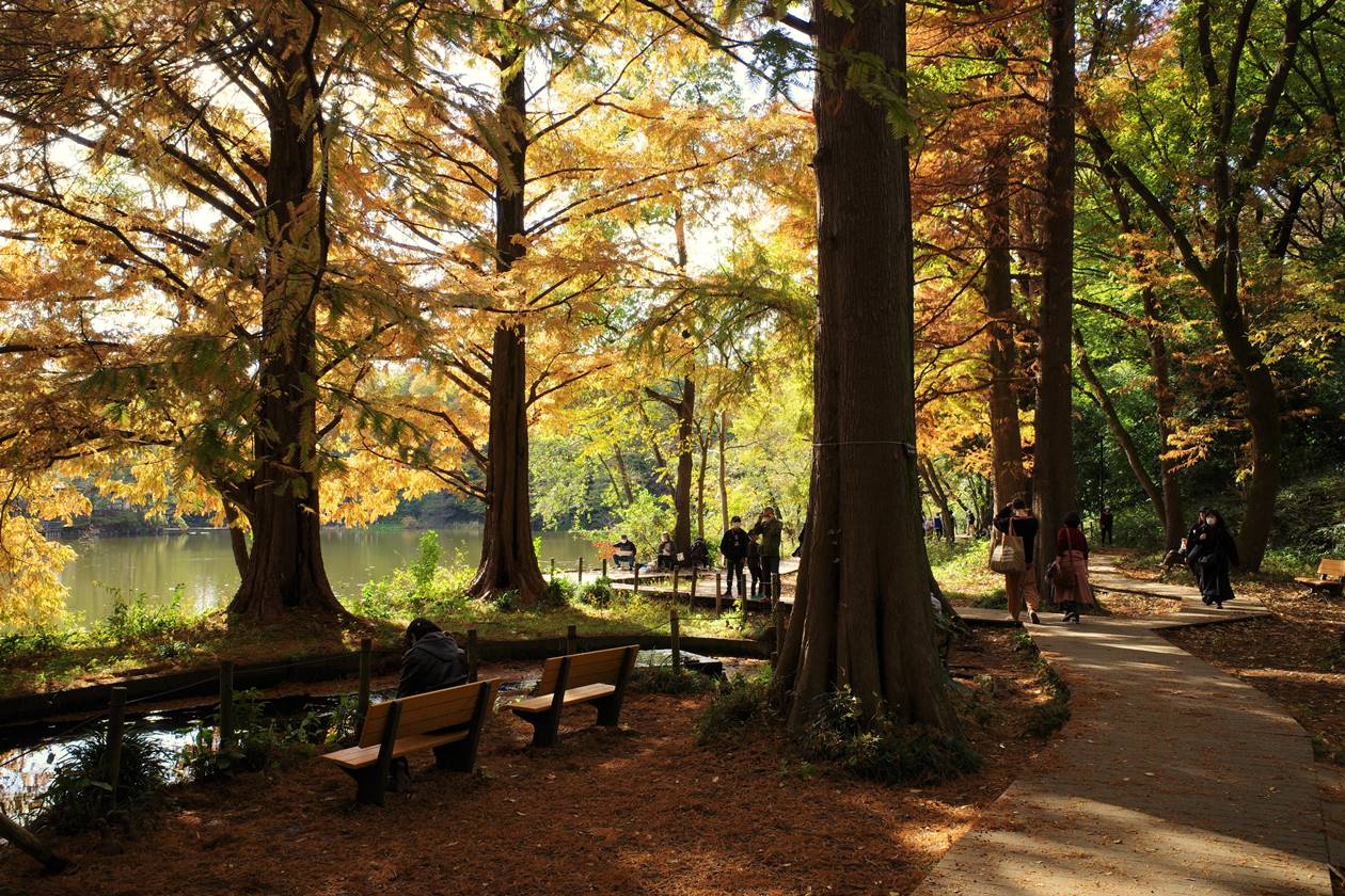 秋の石神井公園　紅葉散歩