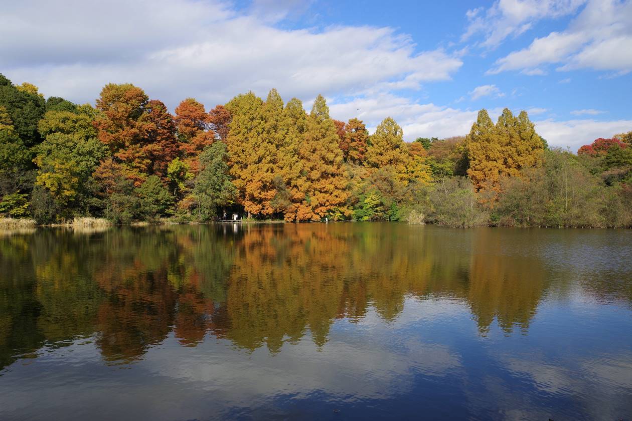 東京散歩　秋の石神井公園の紅葉