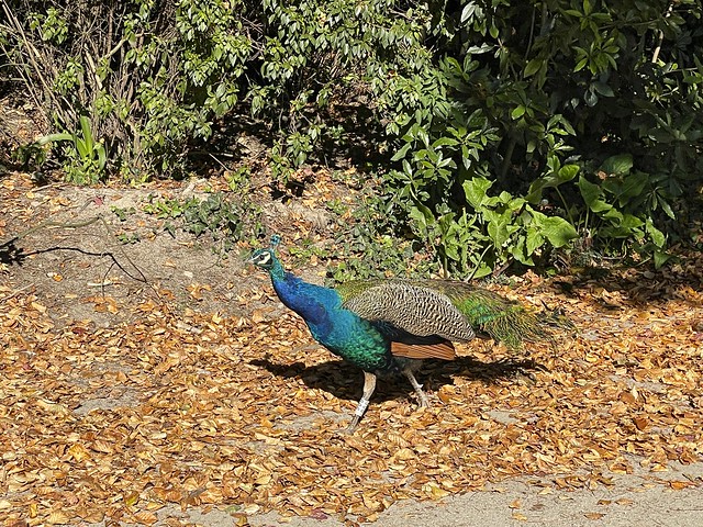 Peacock roaming at Palacio de Cristal