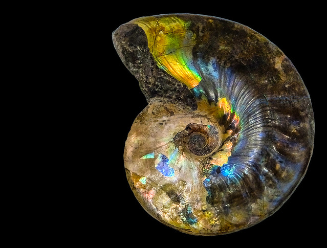 A Cretaceous Mother Of Pearl Ammonite