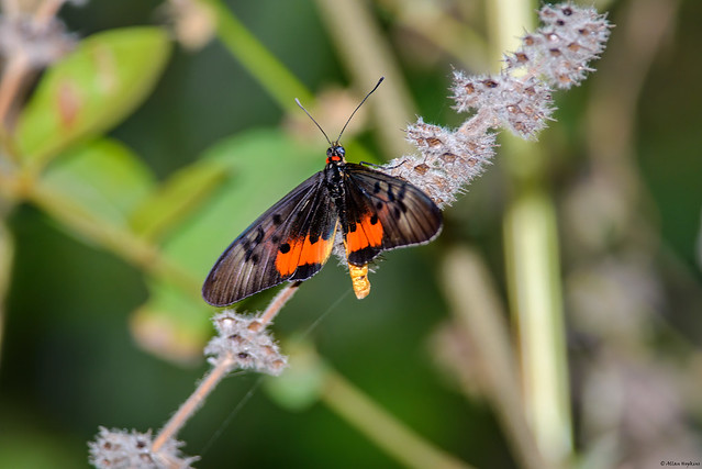 Elegant Acraea butterfly (Acraea e. egina)