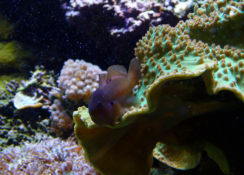 Gobiodon citrinus - Gobie corail citron ou Gobie jaune - Poison goby - 13/11/19