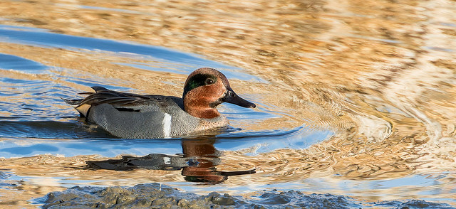 Green-winged Teal enjoying a swim on the water
