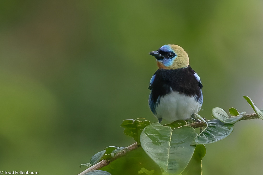 CA3I1156-Golden-hooded Tanager