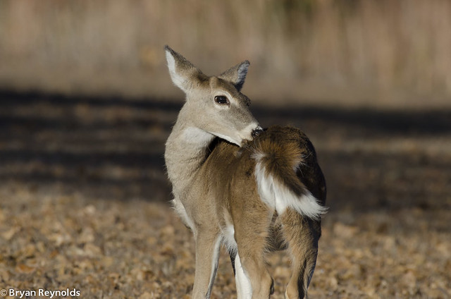 White-tailed Deer, Odocoileus virginianus, button-buck licking back