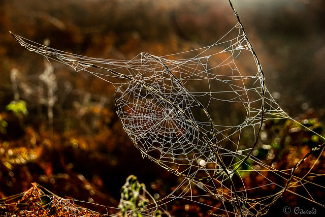 Spider web in November _MG_4482