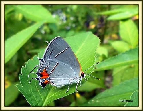 Grey Streak Butterfly