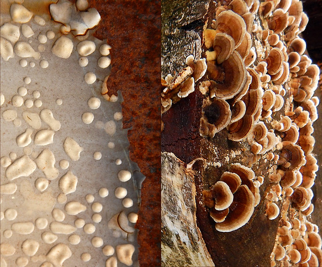 Abstract diptych of blistered paint on a rusty dumpster combined with fungi on a fallen tree