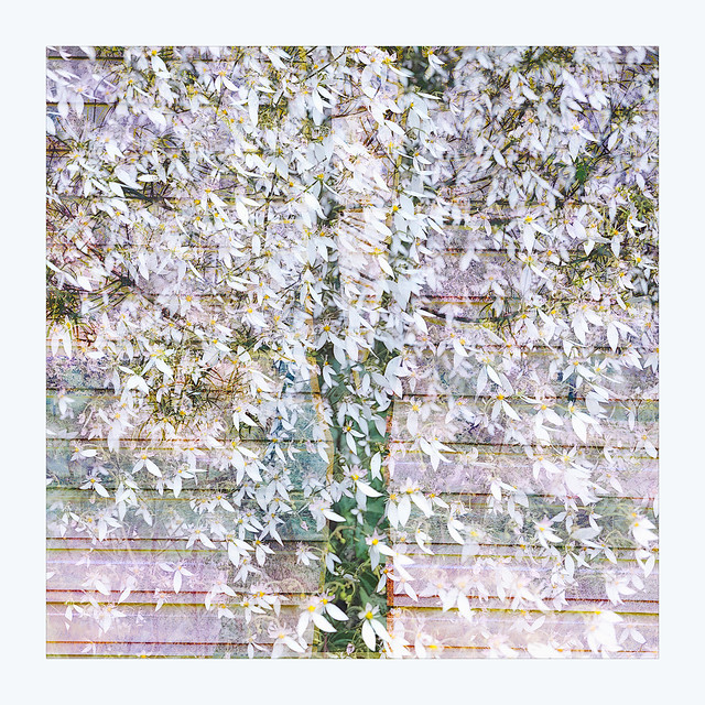 Spring at Retford Park abstract