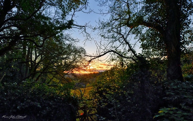 Sunset Through The Trees