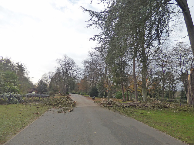 Cannon Hill Park during Storm Arwen - fallen tree branches