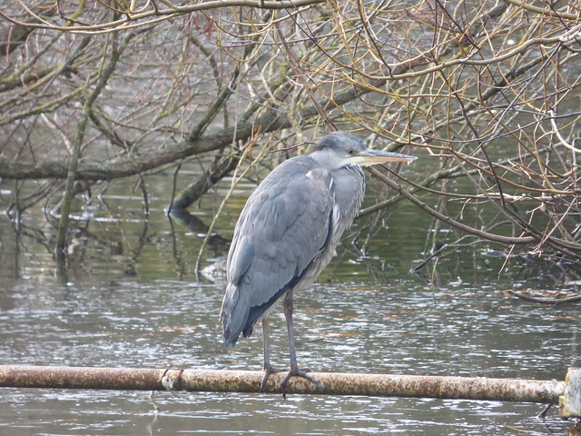 Cannon Hill Park during Storm Arwen - Grey Heron in the Canoe Pool