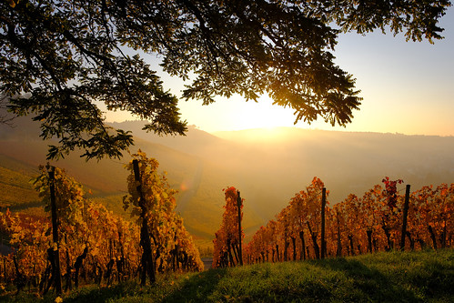 fujifilm xe3 fujinon xf16mmf28 stuttgart rotenberg weinberge vineyard sonnenaufgang sunrise herbst autumn fall natur nature marci