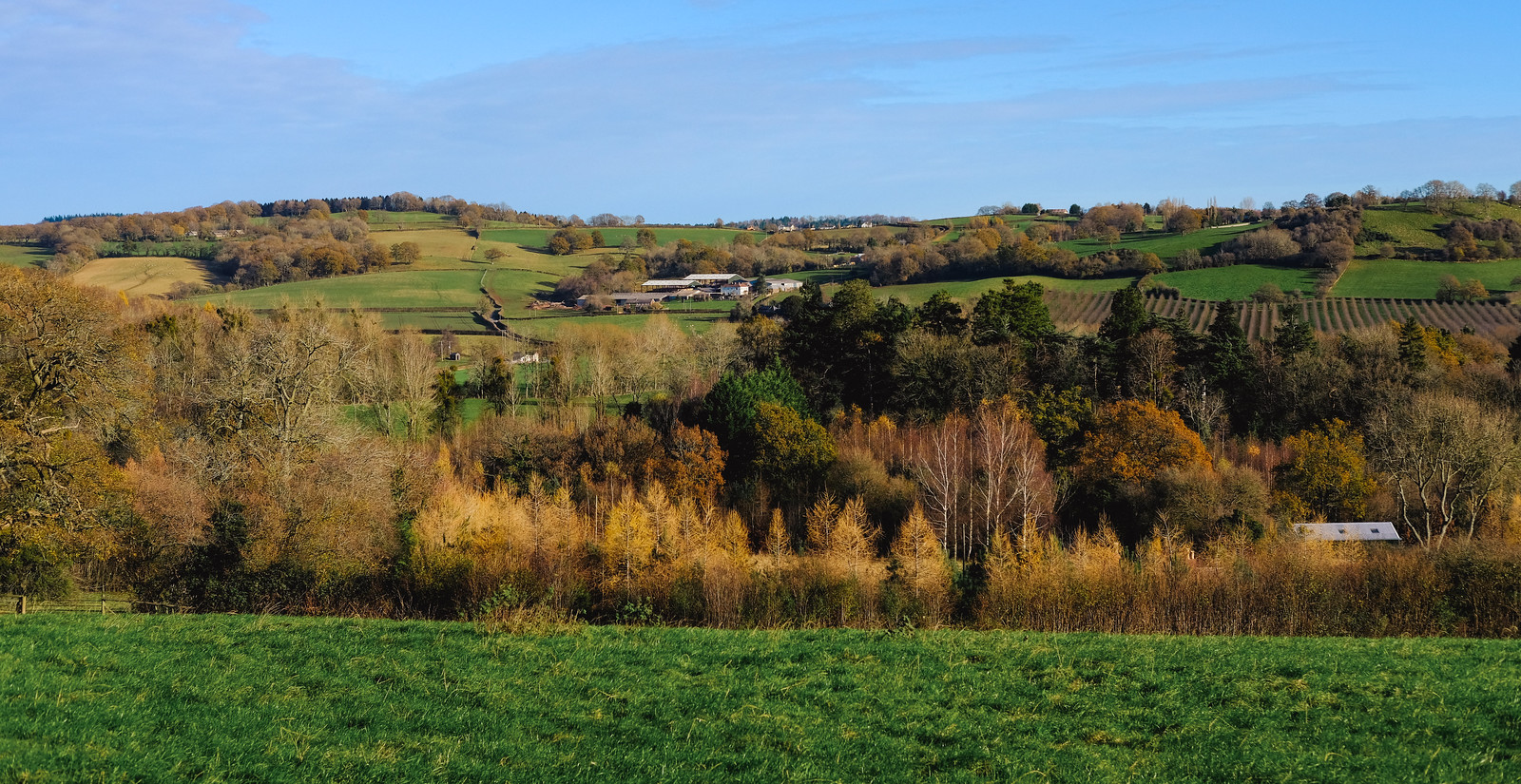 A view across a short green field at a hill rising up to the blue sky, covered in autumn trees in various shades of brown and green