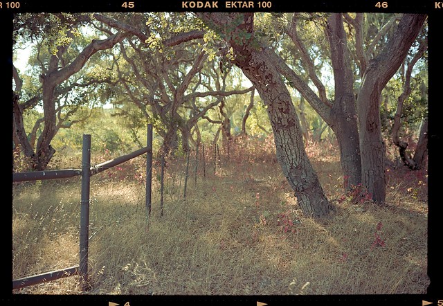 Fort Ord Forest 2