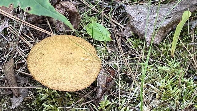 Mushrooms or fungi in Lake St.Peter Provincial park  , Martin’s photographs , lake St.Peter , Ontario , Canada , August 15. 2021