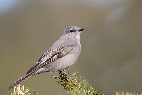 Townsend Solitaire | by Alan Gutsell