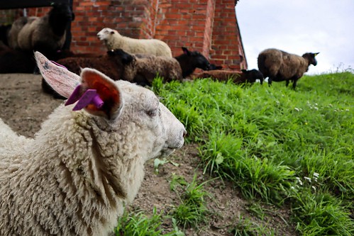 hameen-linna-lampaat | by kerranpoistuinkotoa
