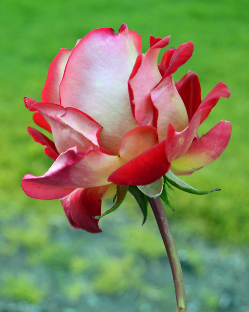 Two Tone rose at the city park