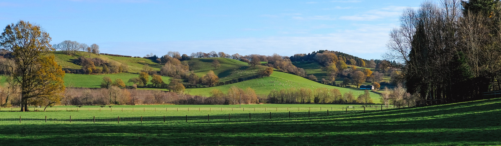 A view across a green field towards a green hill dotted with bare brown trees casting long shadows, under a clear sky