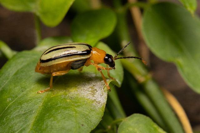 Escarabajo - Beetle