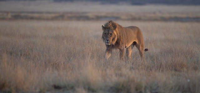 Löwe in der Mpayathutlwa Pan / Mabuasehube (Botswana)