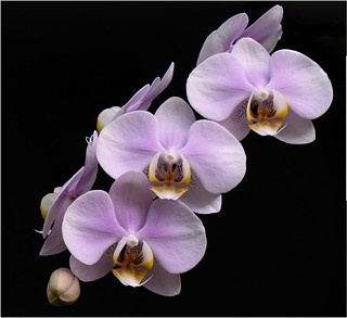 Orchid Cascade.a-