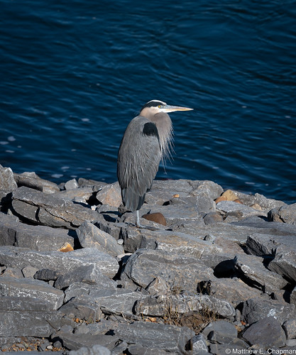 Great Blue Heron | by scarbo4