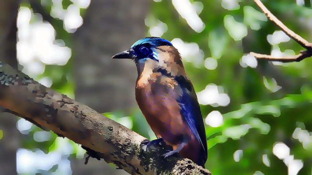 Udu-de-coroa-azul