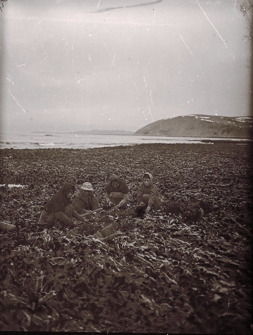 1909. Сбор морских ежей во время отлива.  Алеутские острова, Умнак остров