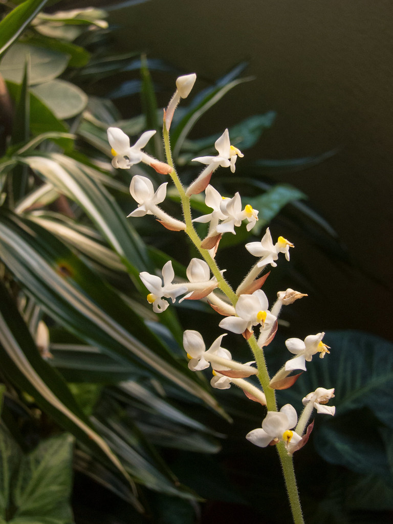 Ludisia discolor IMG_9736 | Orquídea terrestre de cultivo, C… | Flickr
