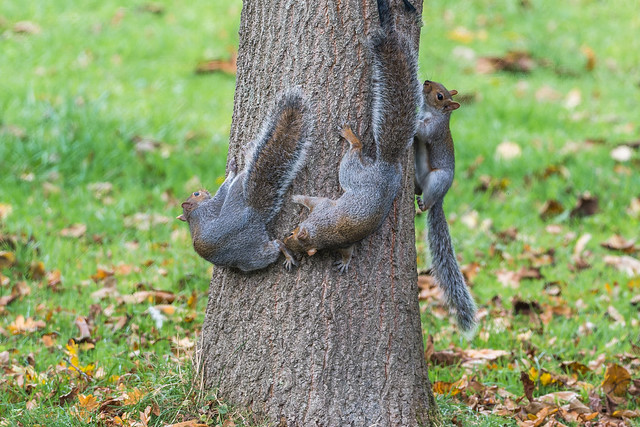 Squirrel games