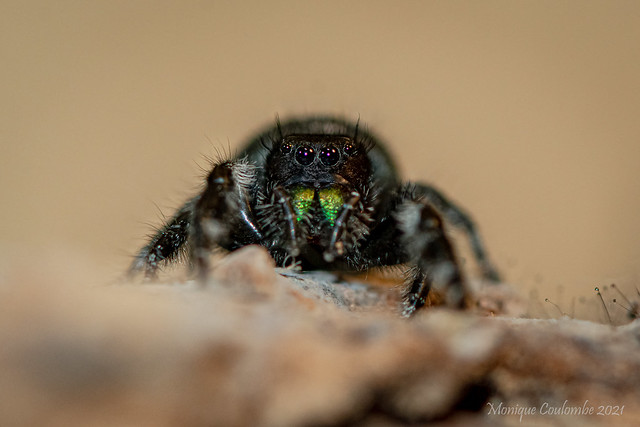Phidippus audax Femelle - Phidippus audax Female - Bold jumping Spider