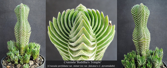 Crassula 'Buddha Temple' (collage)
