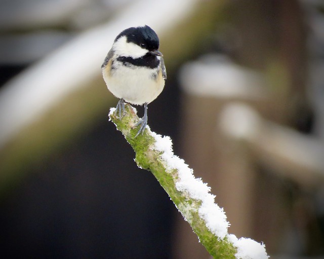 Coal Tit in the Snow
