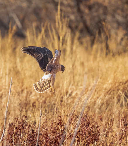 northern_harrier_on_the_hunt-20211128-208 | by Dagny Gromer