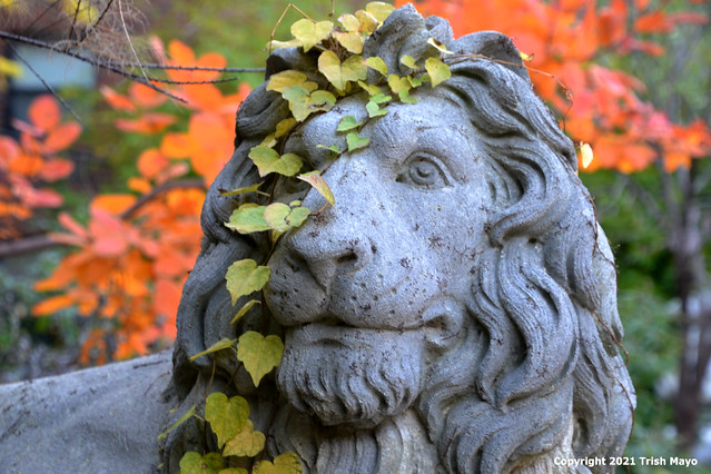Lion In Autumn