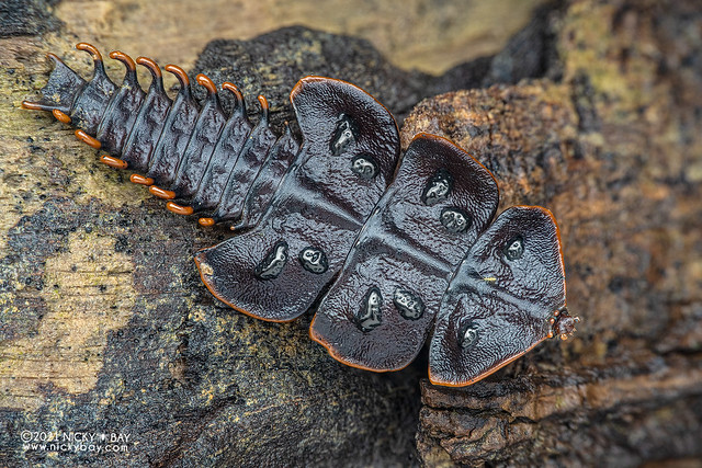 Trilobite beetle (Platerodrilus ruficollis) - Z72_1362