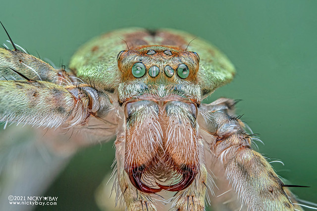 Huntsman spider moult (Pandercetes sp.) - Z72_0793