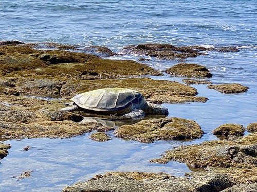 Sea Turtle in Kona, Hawaii