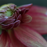 Dahlia Flower Opening in November