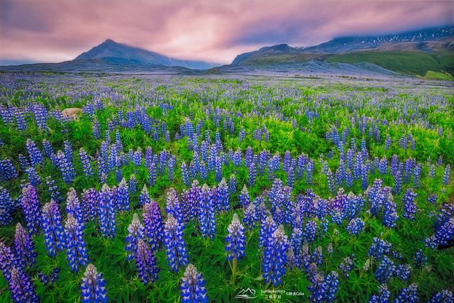 The Wild Lupine In Iceland