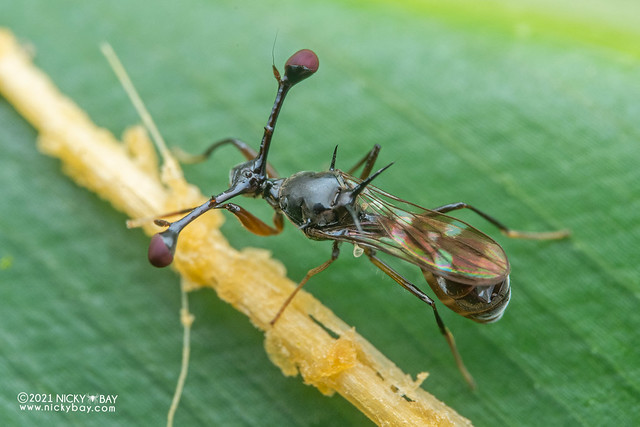 Stalk-eyed fly (Diopsidae) - Z72_1002