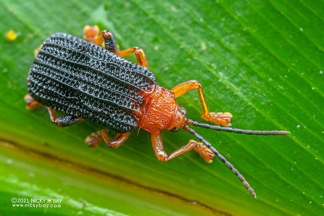 Leaf beetle (Chrysomelidae) - Z72_0860