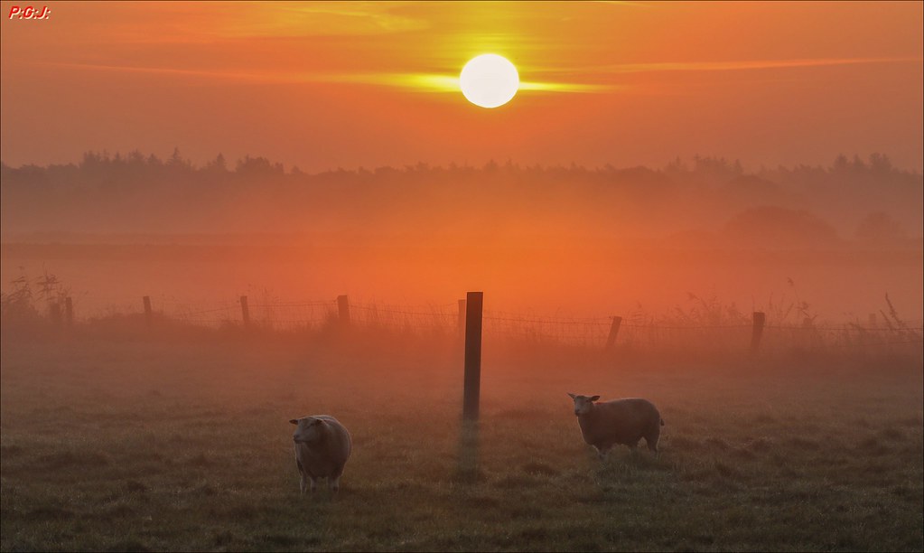 Schafe im sonnigen Morgennebel