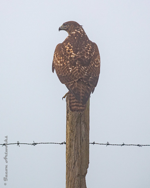 Point Reyes Red Tail